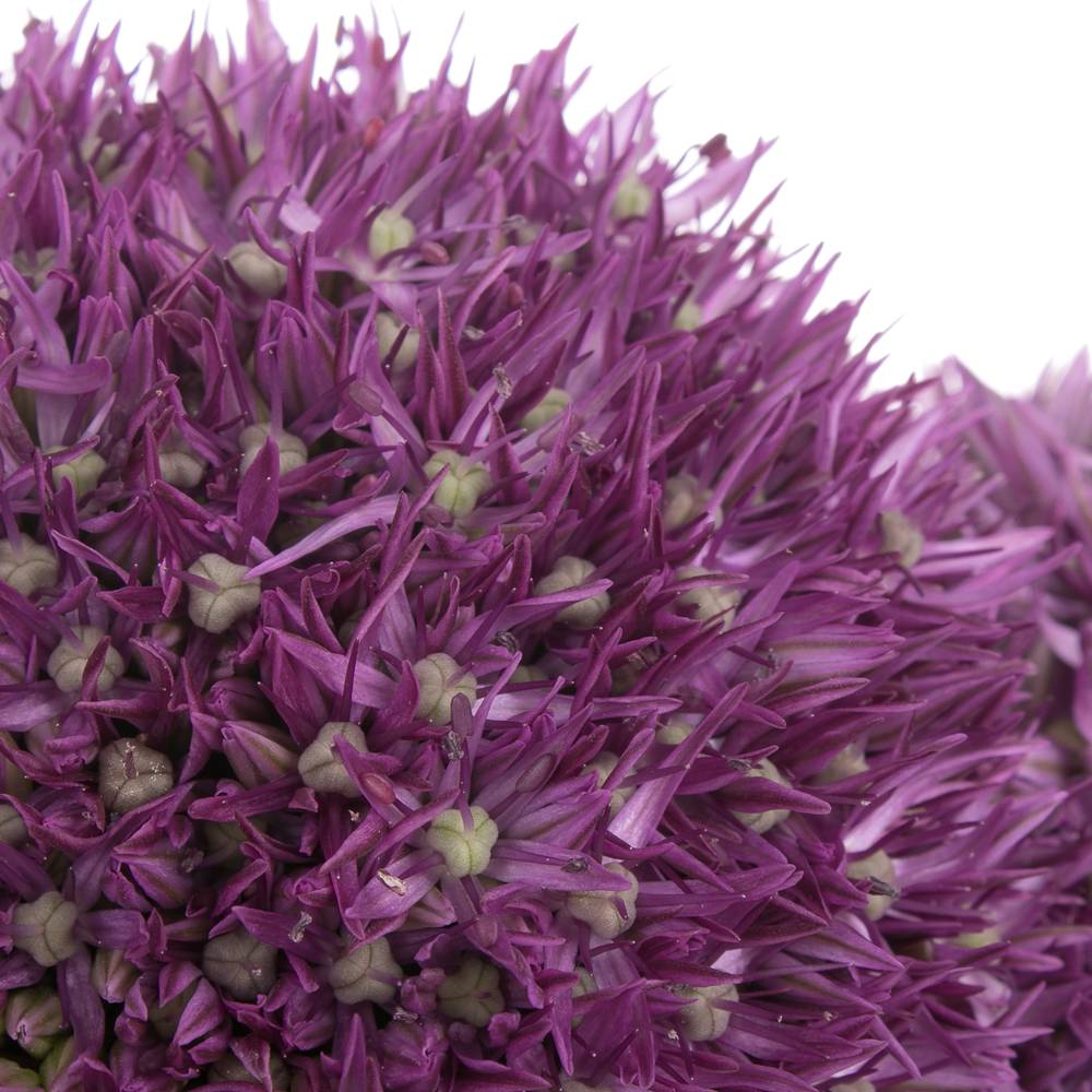 Alium lila Dutchman 80cm