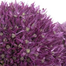 Alium lila Dutchman 80cm