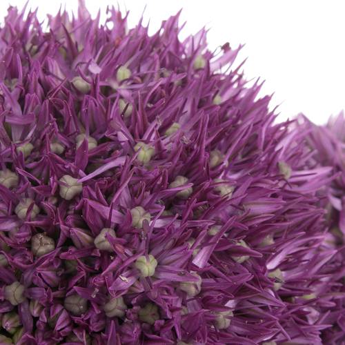 Alium lila Dutchman 80cm