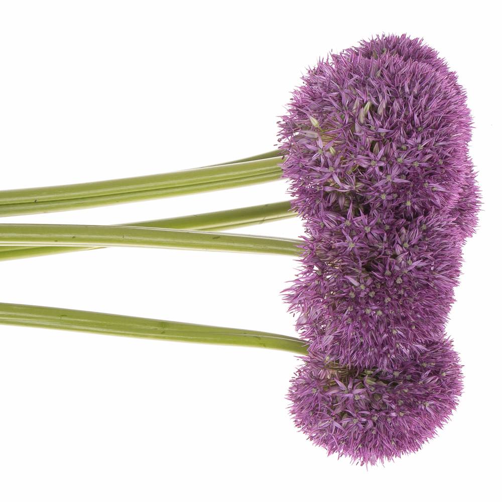 Alium lila Dutchman 80cm