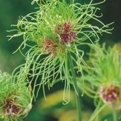 Alium