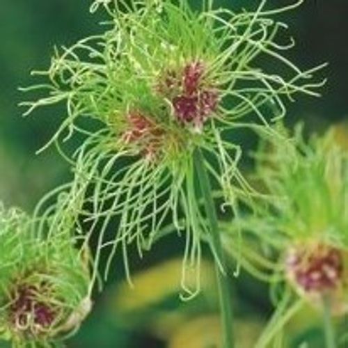 Alium