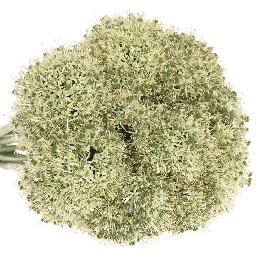 Alium weiss Giant 90cm