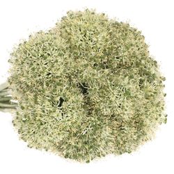 Alium weiss Giant 90cm