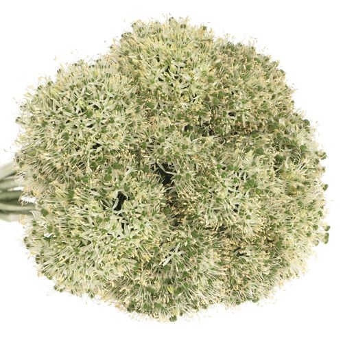 Alium weiss Giant 90cm