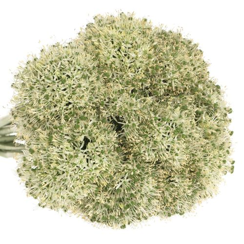 Alium weiss Giant 90cm
