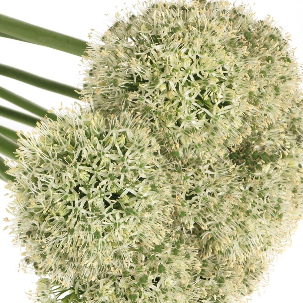 Alium weiss Giant 90cm