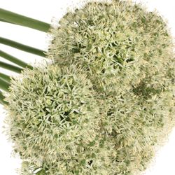Alium weiss Giant 90cm