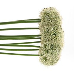 Alium weiss Giant 90cm