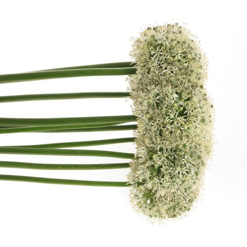 Alium weiss Giant 90cm