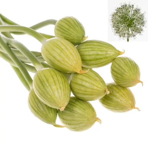 Alium weiss/creme Hirtifolium 70cm