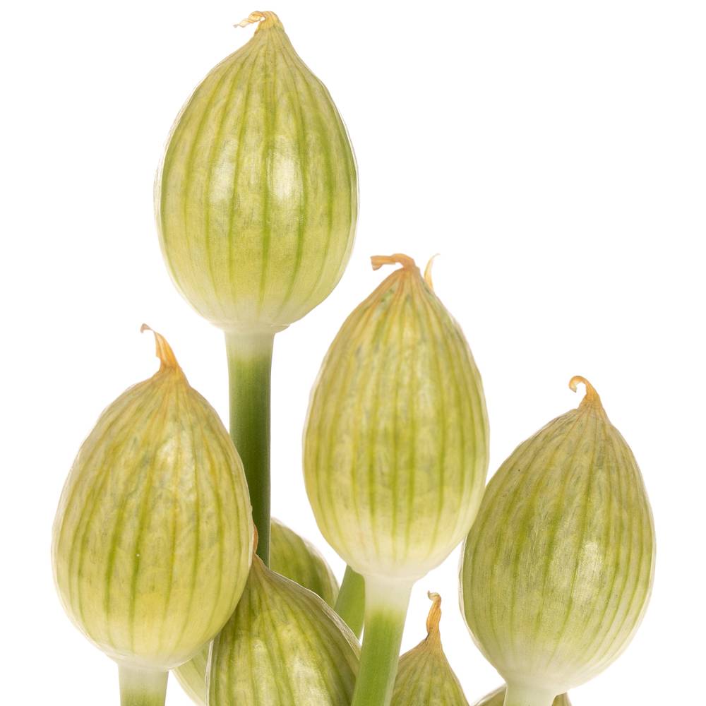 Alium weiss/creme Hirtifolium 70cm
