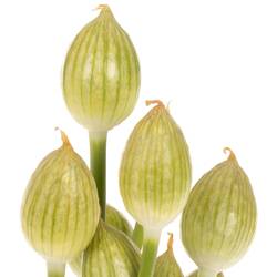 Alium weiss/creme Hirtifolium 70cm