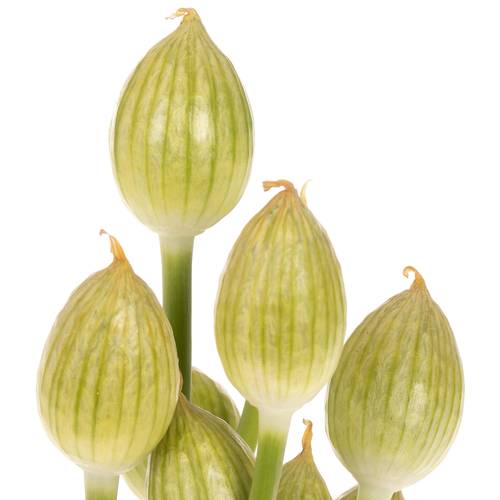 Alium weiss/creme Hirtifolium 70cm