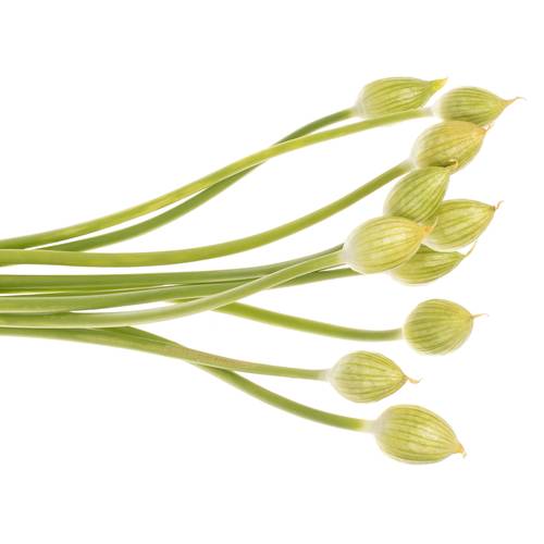 Alium weiss/creme Hirtifolium 70cm