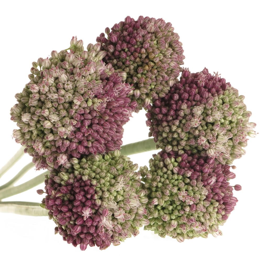 Alium lila/creme Dome 75cm