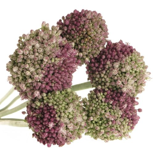 Alium lila/creme Dome 75cm