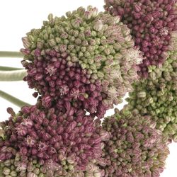 Alium lila/creme Dome 75cm