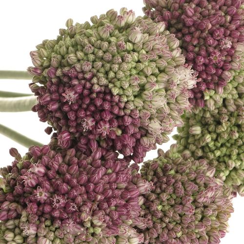 Alium lila/creme Dome 75cm