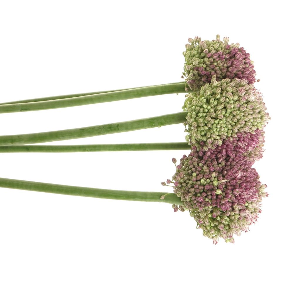 Alium lila/creme Dome 75cm