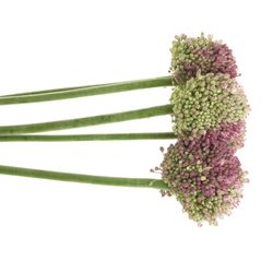Alium lila/creme Dome 75cm