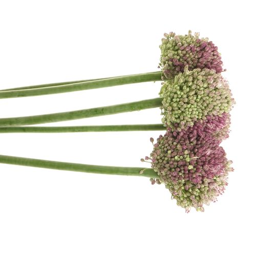 Alium lila/creme Dome 75cm
