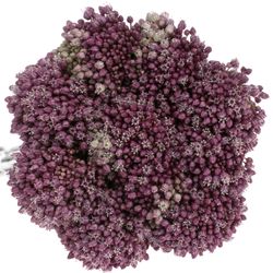 Allium lila Purple Mystery 60cm