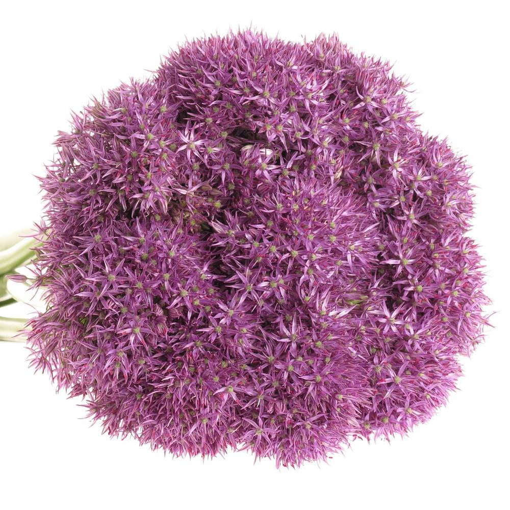 Alium lila Purple Caila 80cm