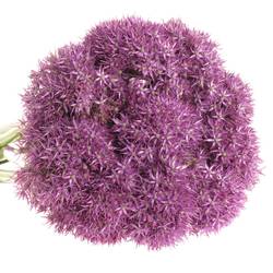 Alium lila Purple Caila 80cm