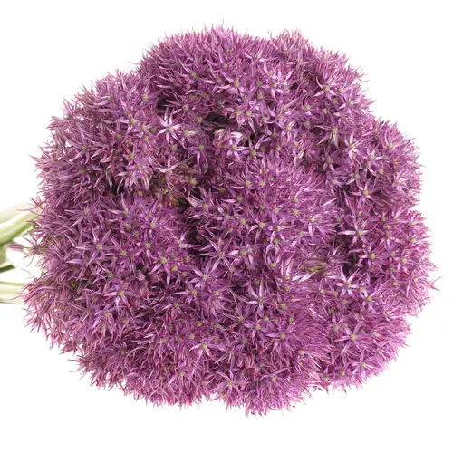 Alium lila Purple Caila 80cm