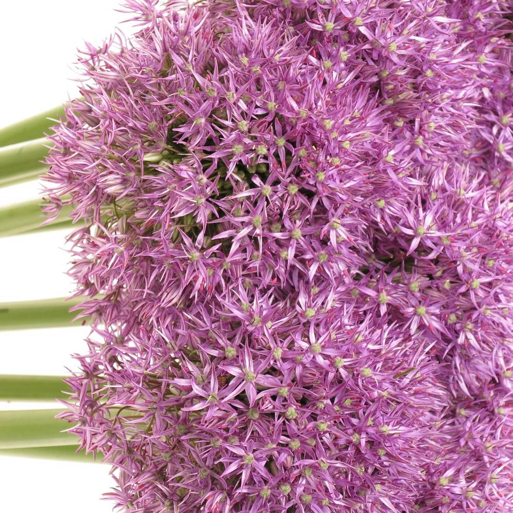 Alium lila Purple Caila 80cm