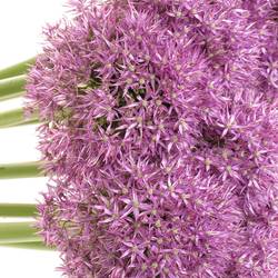 Alium lila Purple Caila 80cm