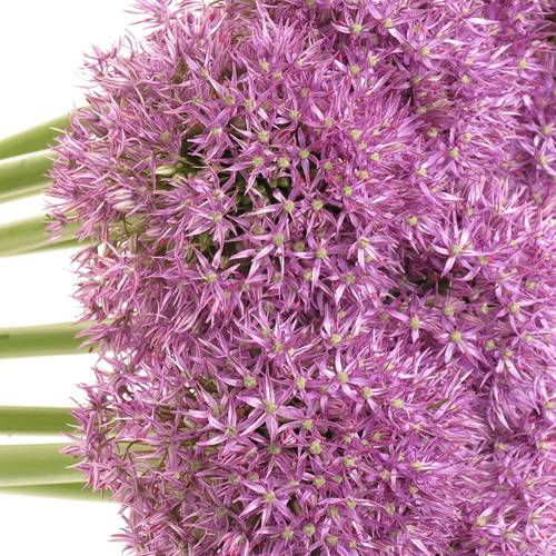 Alium lila Purple Caila 80cm