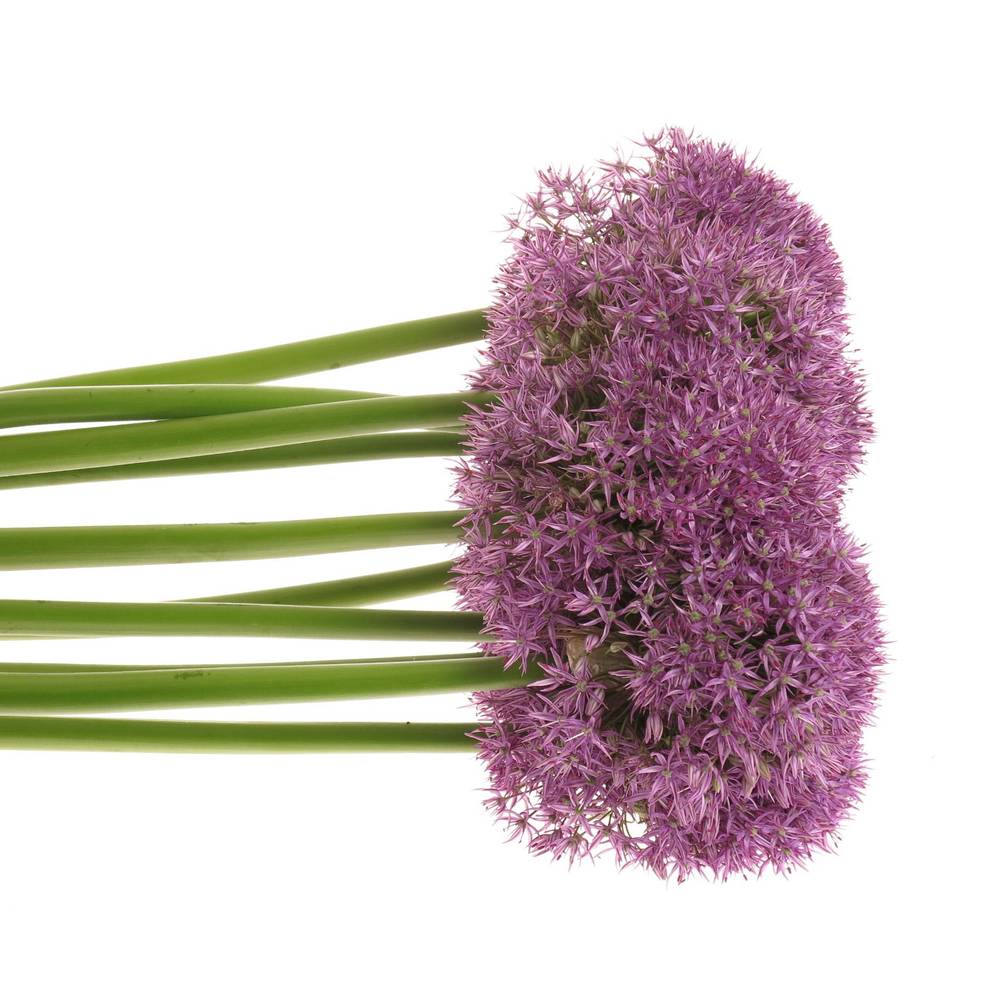 Alium lila Purple Caila 80cm