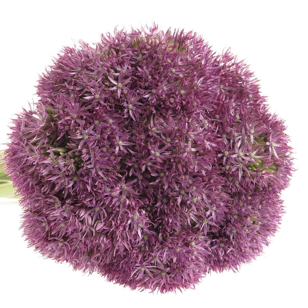 Alium lila Purple Round 70cm