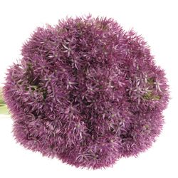 Alium lila Purple Round 70cm