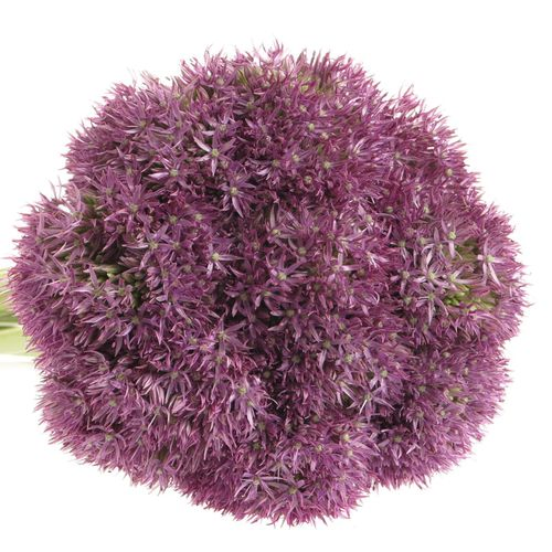 Alium lila Purple Round 70cm