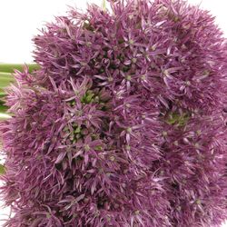 Alium lila Purple Round 70cm