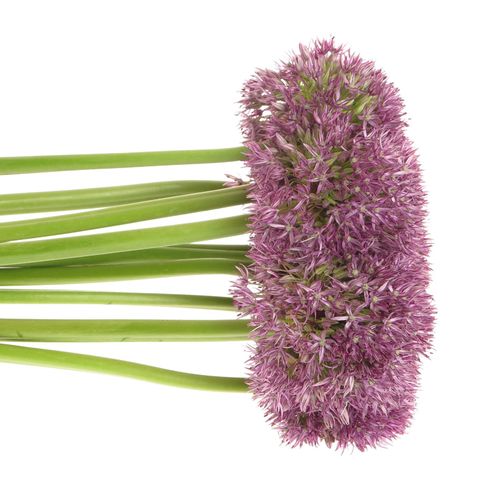 Alium lila Purple Round 70cm