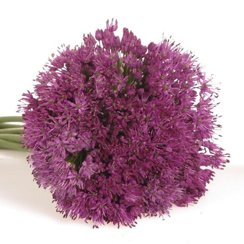 Alium lila Senens 80cm