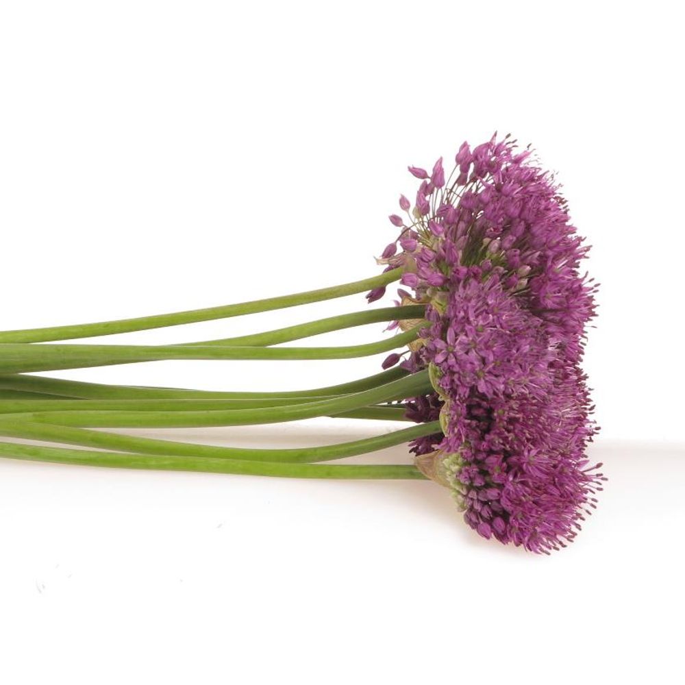 Alium lila Senens 80cm