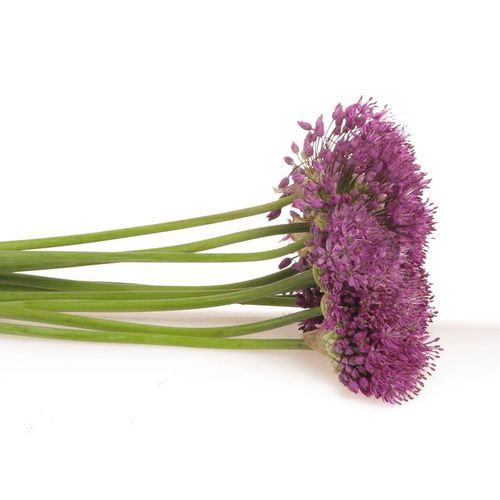 Alium lila Senens 80cm