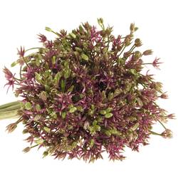 Alium lila Spider 50cm