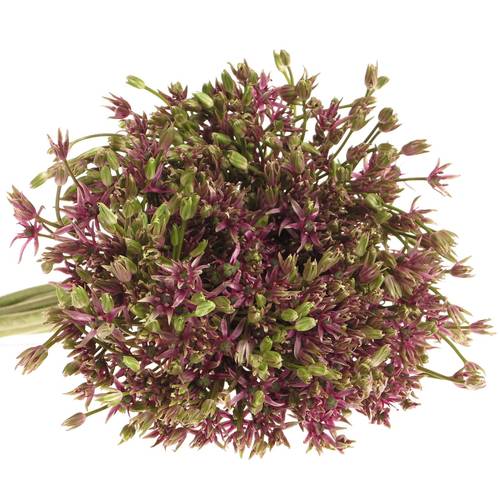 Alium lila Spider 50cm