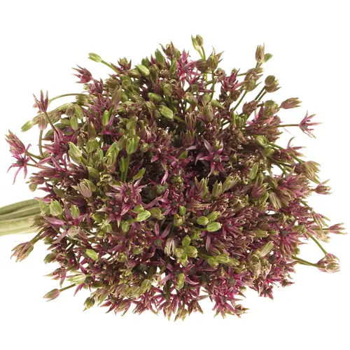 Alium lila Spider 50cm