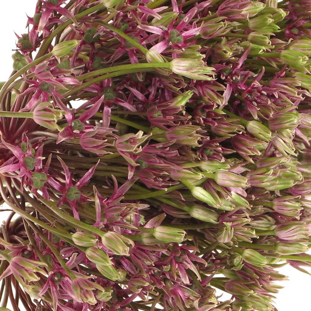 Alium lila Spider 50cm
