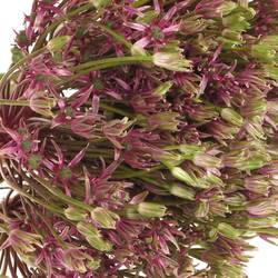 Alium lila Spider 50cm