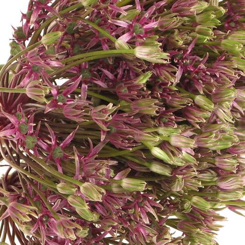 Alium lila Spider 50cm