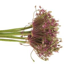 Alium lila Spider 50cm