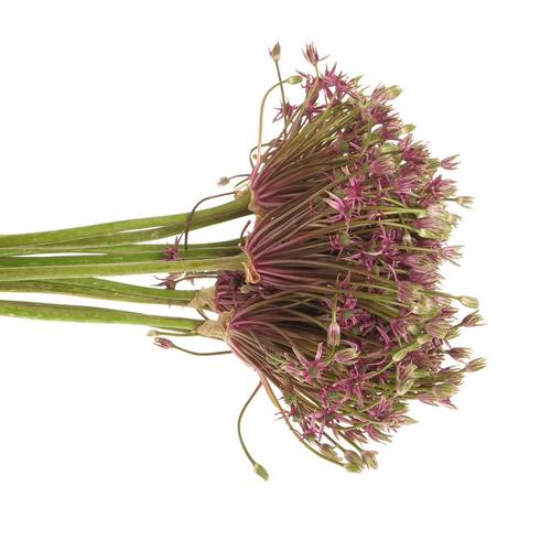 Alium lila Spider 50cm